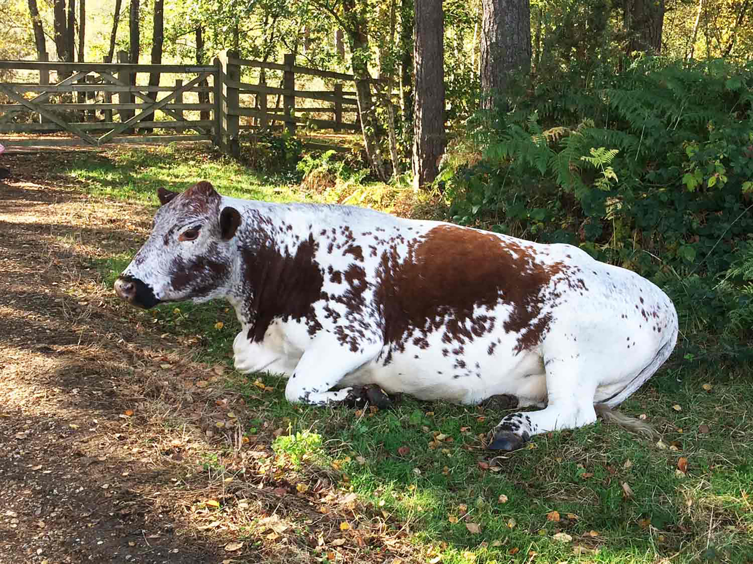 Find the Cattle of Elvetham Heath NR, Near Fleet Elvetham Heath Nature Reserve in Elvetham Heath, Hampshire