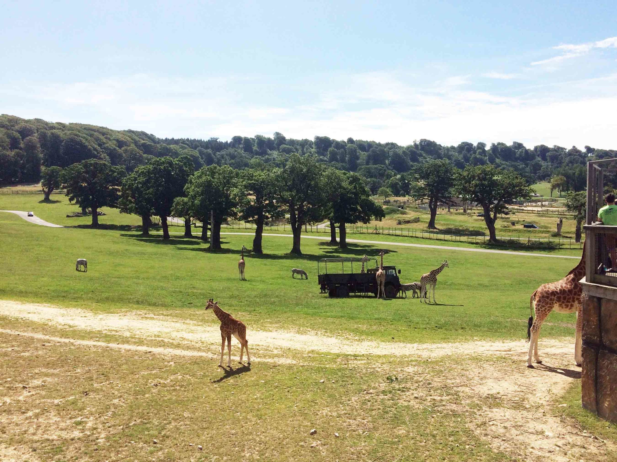 Go on an Action-Packed Safari at Longleat, Warminster Longleat Safari Park