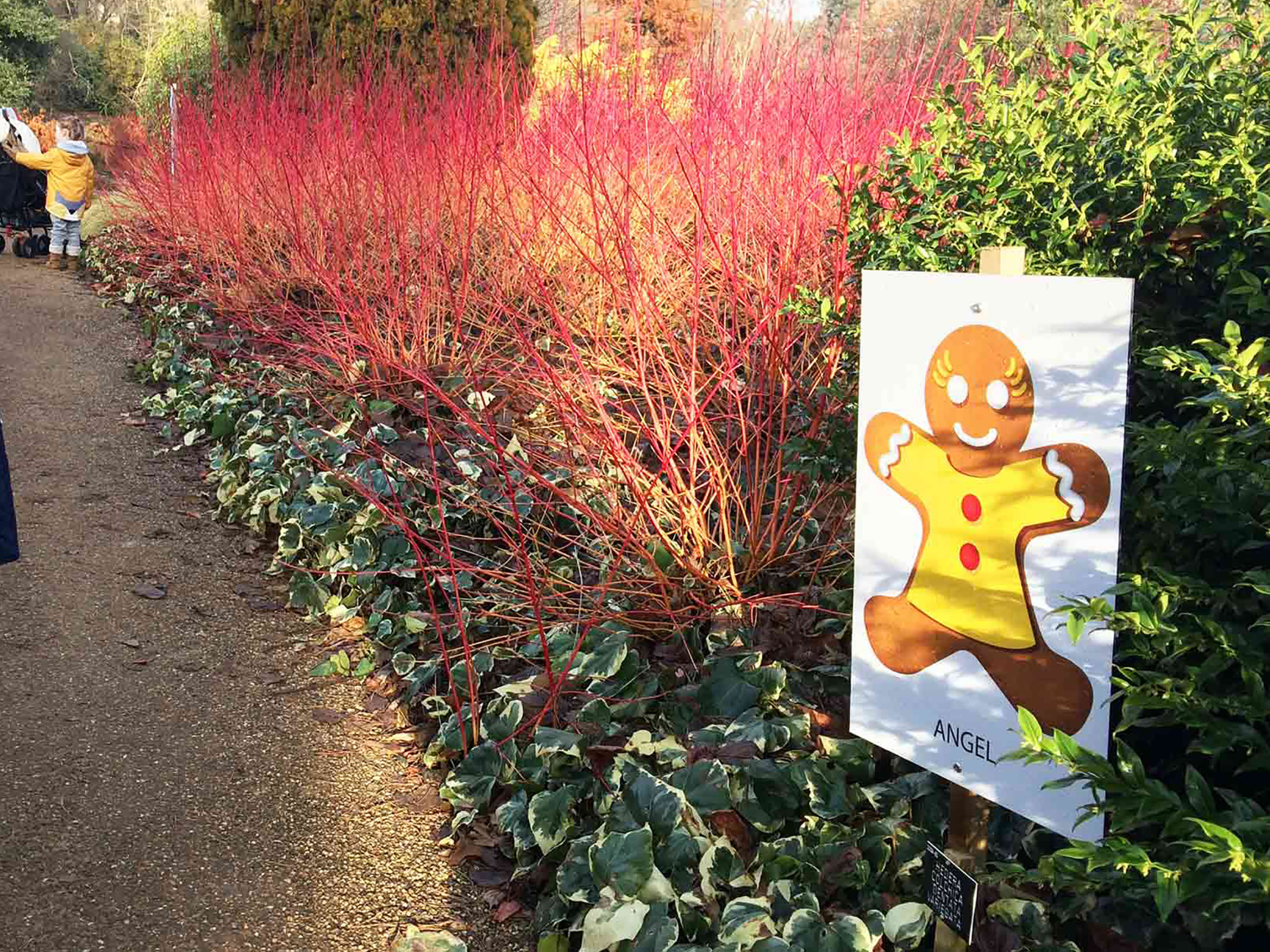 Savill Garden and the Gingerbread Trail