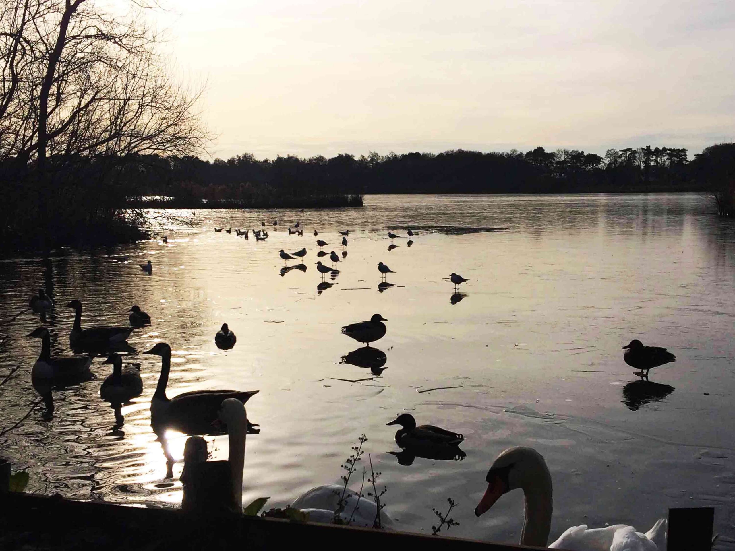 Fleet Pond in Fleet, Hampshire