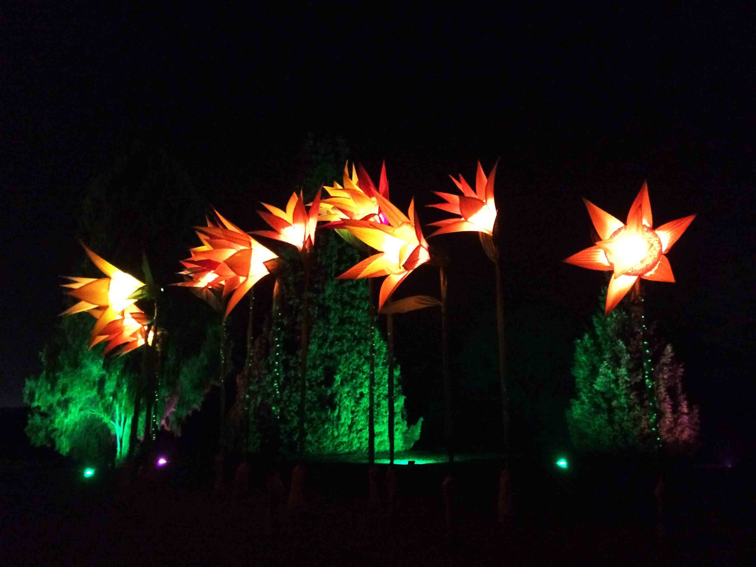 RHS Garden Wisley Christmas Glow Illuminations in Pyrford, near Woking and Cobham