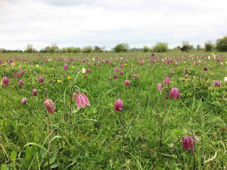 Cricklade North Meadow National Nature Reserve - Snakes Head Fritillaries at Cricklade near Swindon