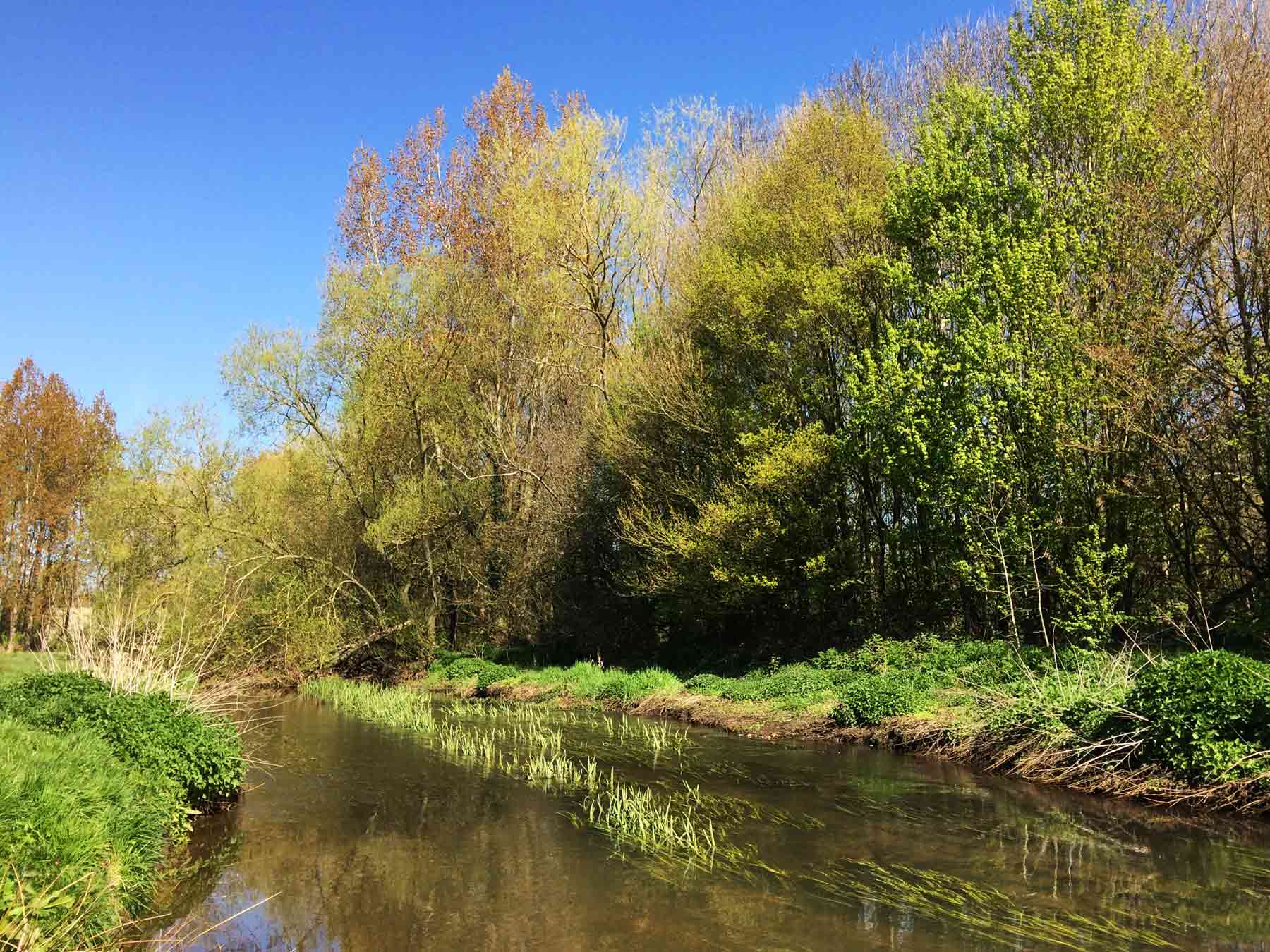 River Blackwater at Hawley Meadows, Camberley, Surrey and Blackwater Valley Path Section 6 M3 Bridge to Blackwater Park