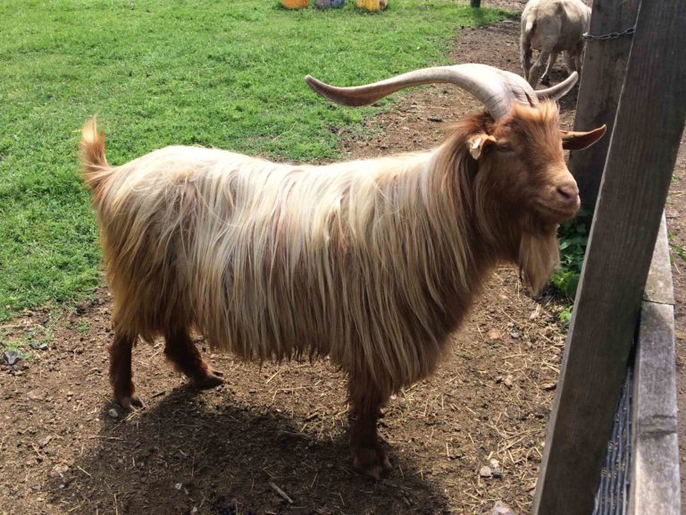 Deen City Farm, Morden, London