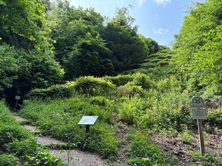 Selbourne Common and Gilbert White's Zig-Zag Path in Selbourne, Hampshire - National Trust