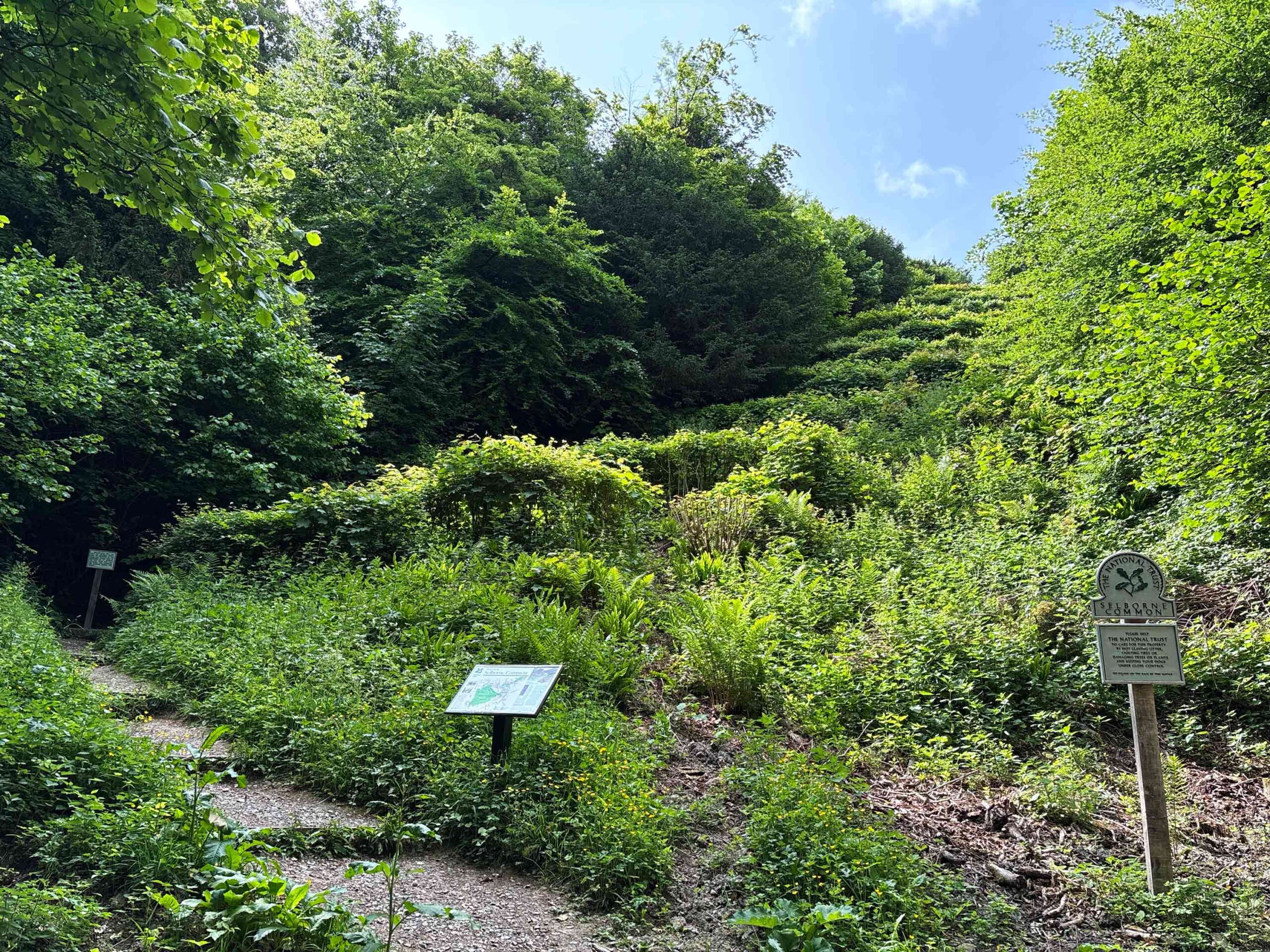 Selbourne Common and Gilbert White's Zig-Zag Path in Selbourne, Hampshire - National Trust