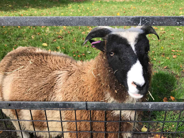 Staunton Country Park Farm, Havant, Hampshire