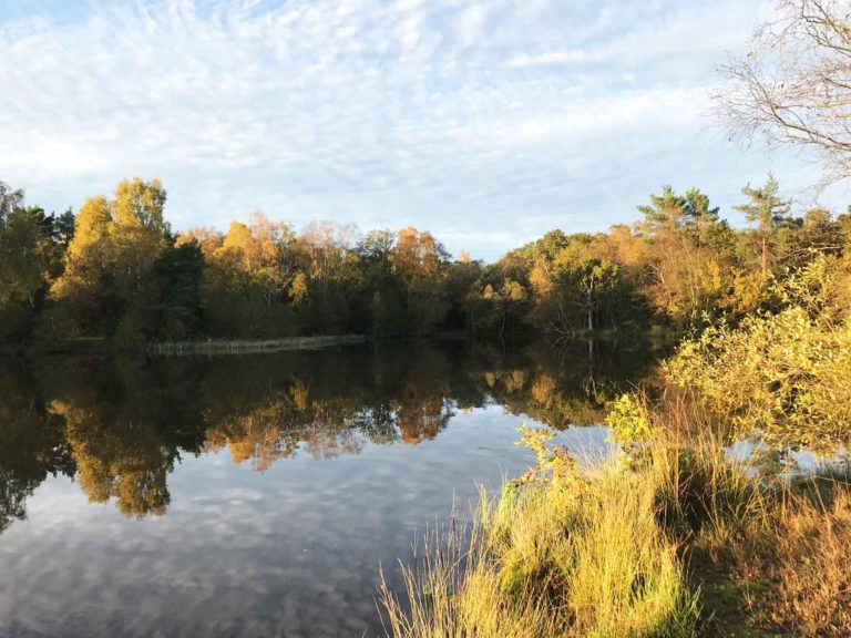 Shortheath Common, Oakhanger, Bordon, Hampshire