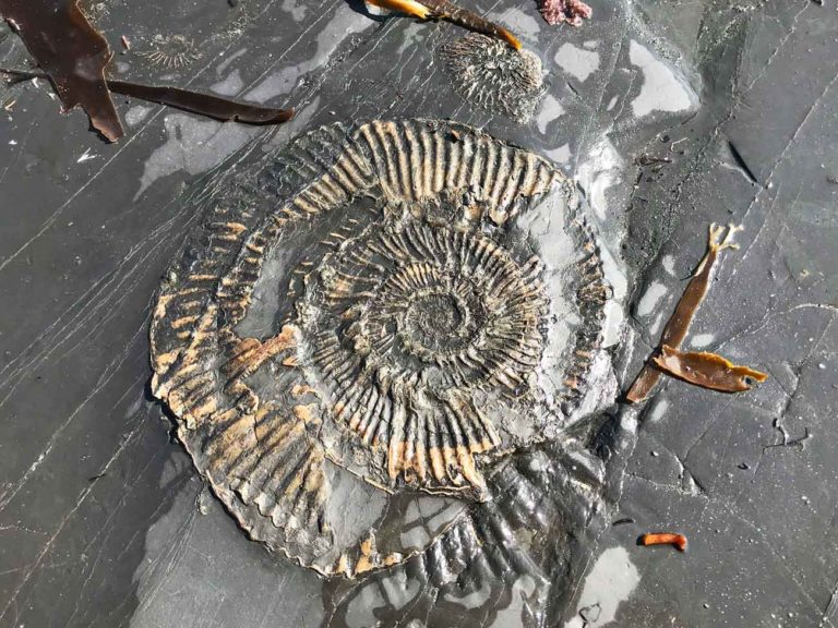 The Etches Collection Museum of Jurassic Marine Life, Kimmeridge Bay, Dorset