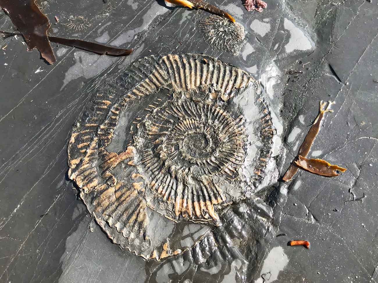 The Etches Collection Museum of Jurassic Marine Life, Kimmeridge Bay, Dorset
