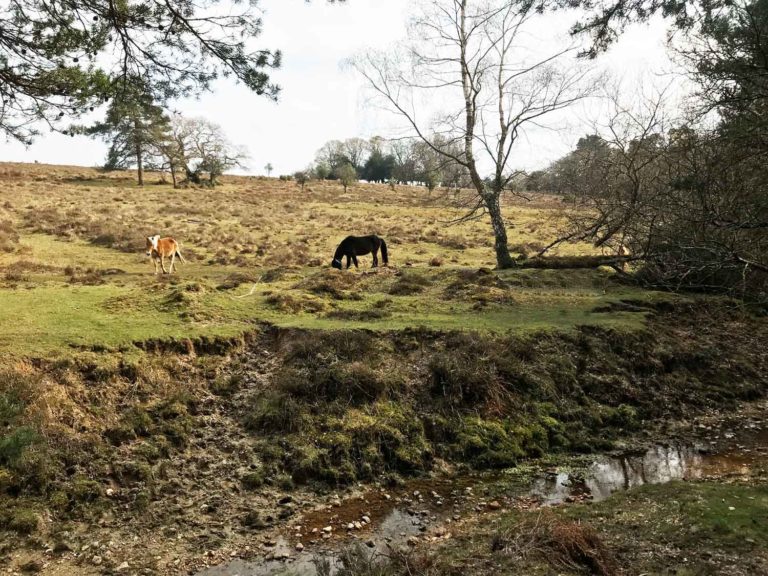 Latchmoor Brook Fossils, Fordingbridge, New Forest, Hampshire