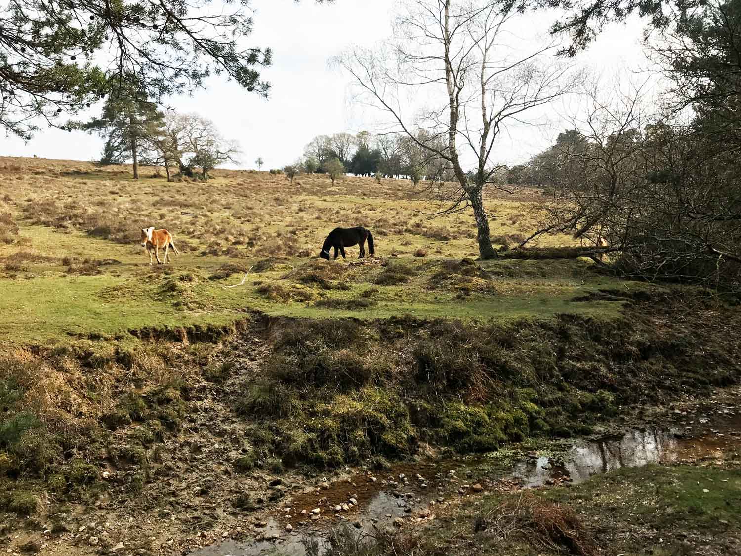 Latchmoor Brook Fossils, Fordingbridge, New Forest, Hampshire