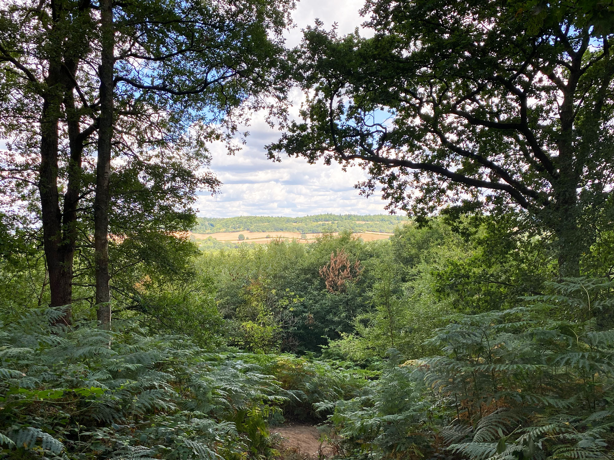 Chinthurst Hill, Wonersh Common, Surrey Hills