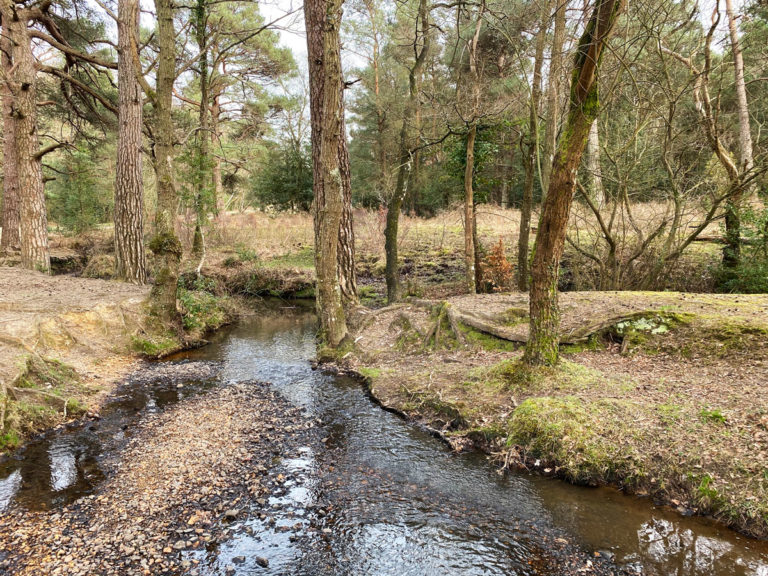Spider Island, Magpie Bottom, New Forest, Hampshire