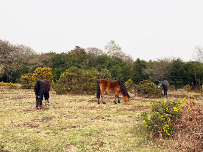 Nevi-Wesh Story Trail, New Forest, Hampshire
