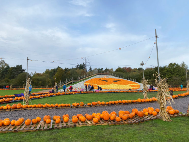 Pumpkin Picking at Sunnyfields Farm, Southampton, Hampshire