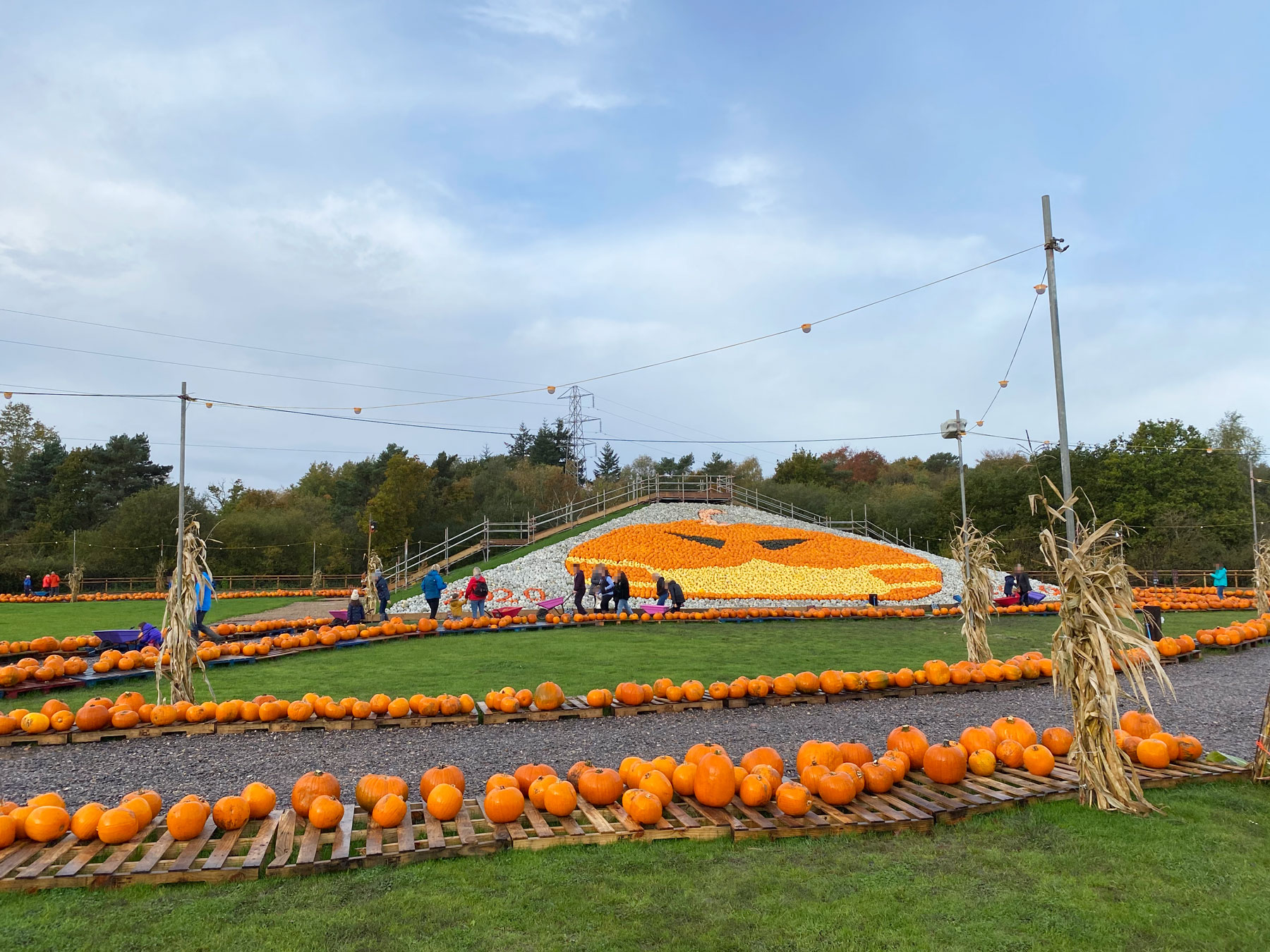 Pick a Pumpkin at Sunnyfields Farm, Near Southampton Pumpkin Picking at Sunnyfields Farm, Southampton, Hampshire