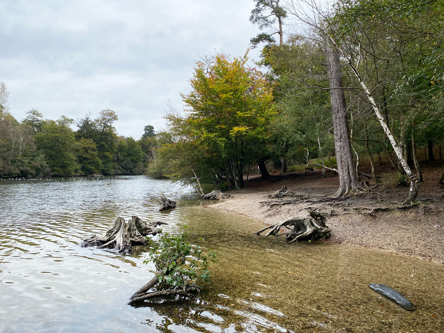 Walk in Harry's Footsteps at Black Park CP, Wexham Black Park Country Park, Wexham, Slough, Berkshire