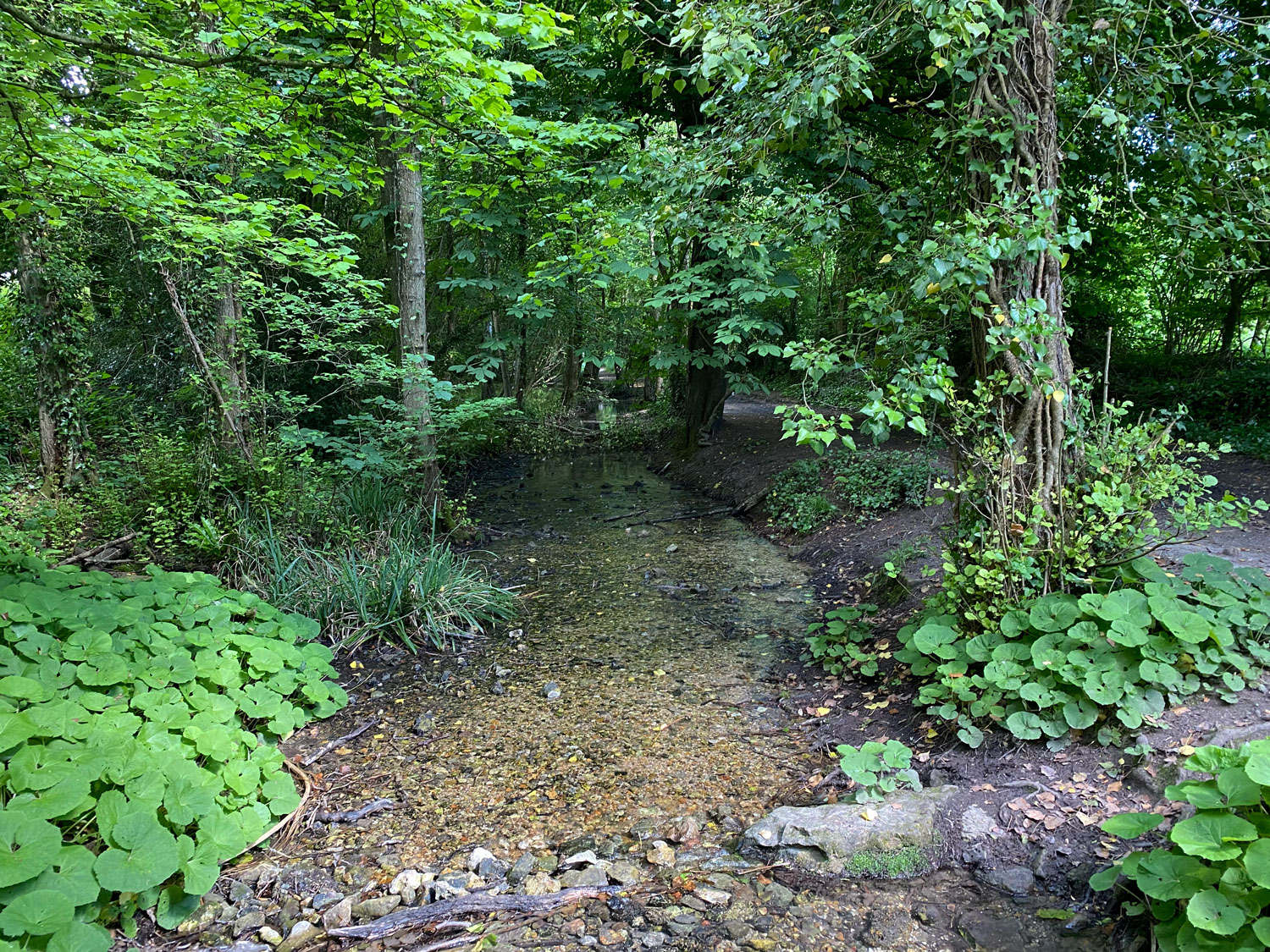 Paddle at Lutcombe Bottom in the Ashford Hangers, Petersfield Ashford Hangers National Nature Reserve, Steep, Near Petersfield, Hampshire