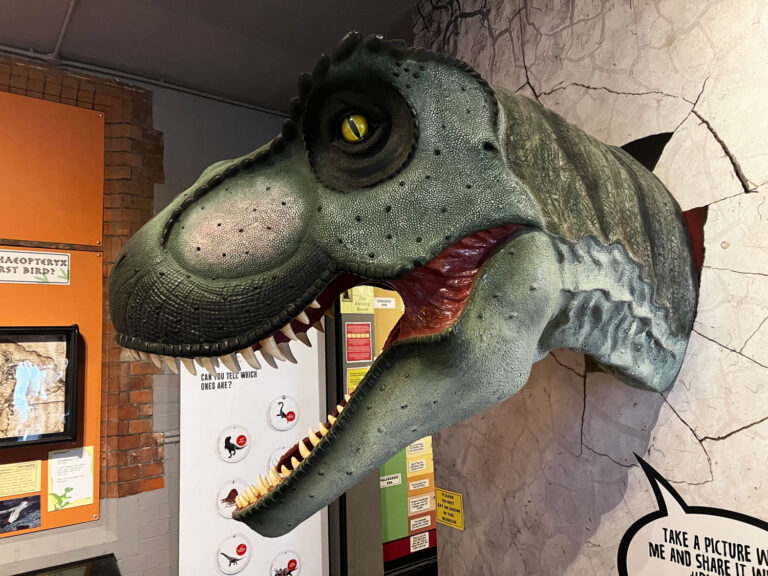 Dinosaur Museum in Dorchester, Dorset