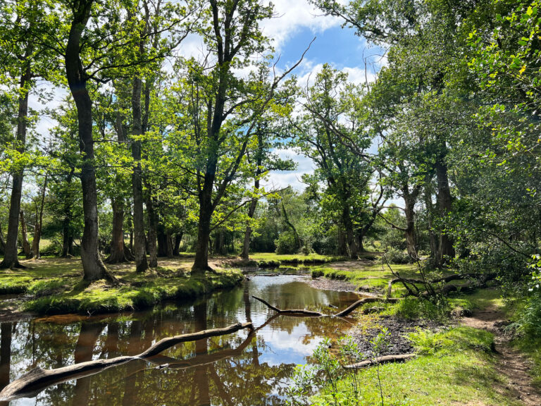 Puttles Bridge in the New Forest, Brockenhurst, Hampshire