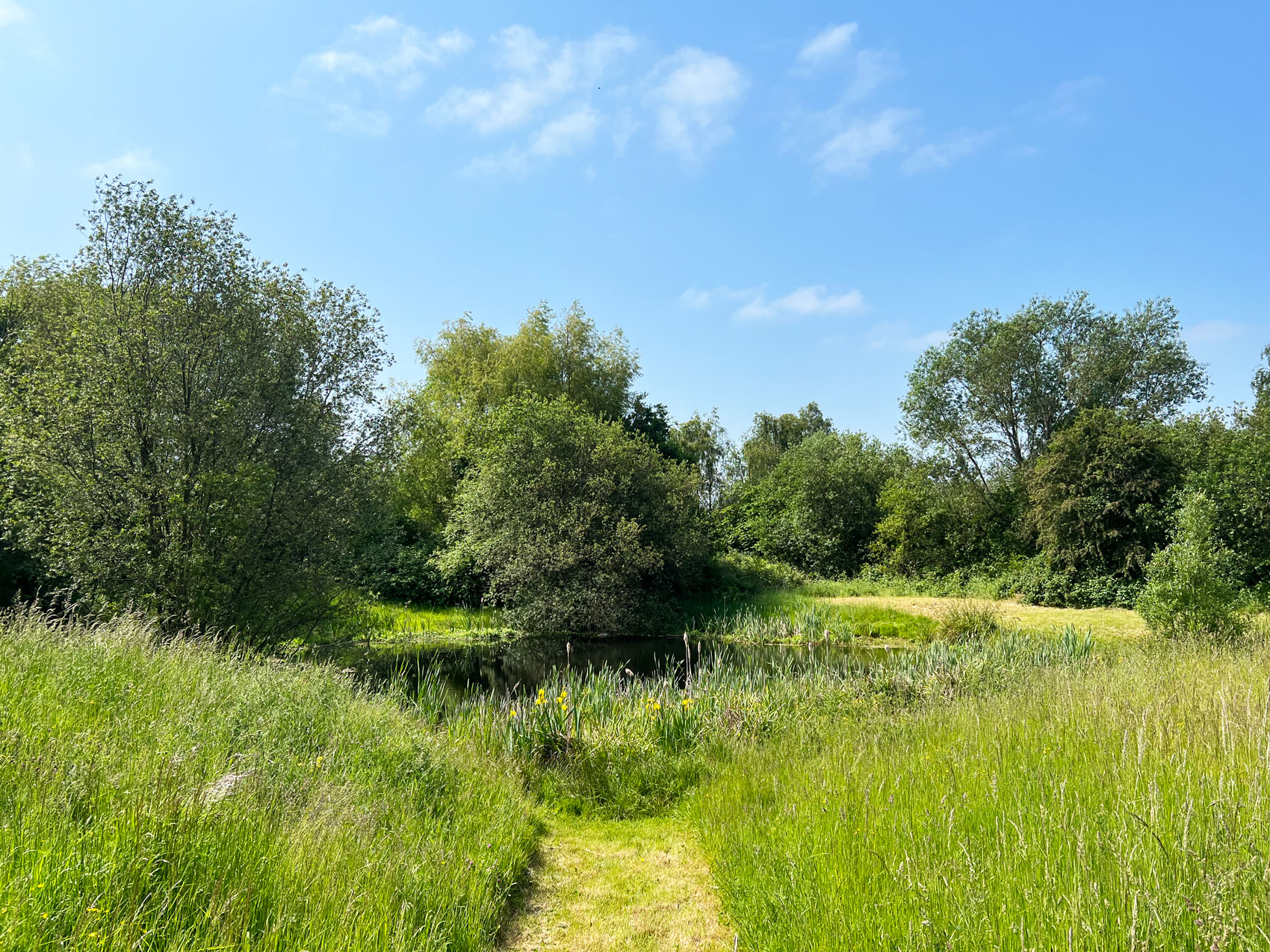 Discover the Delights of Pond Dipping, Rowan Field, Ash Rowan Field in Ash, Surrey