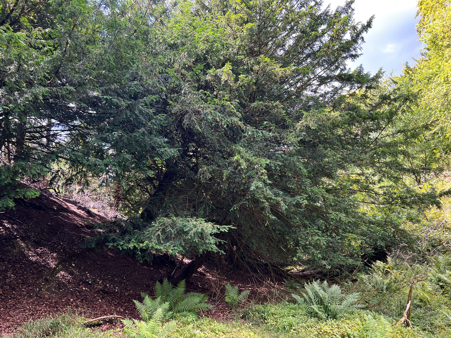 Hunt for a Stone Age Quarry in Shere Woodlands Combe Bottom in Shere Woodlands in Shere, Near Guildford, Surrey Hills